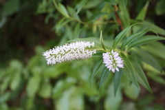 Veronica stricta stricta
