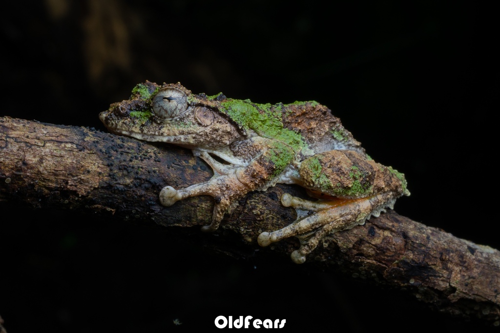 Hainan Frilled Treefrog