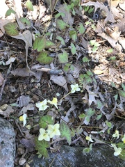 Epimedium × versicolor
