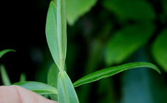 Veronica stricta stricta