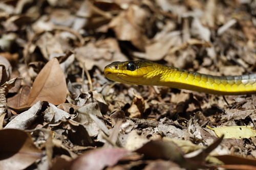 Common Tree Snake sighting