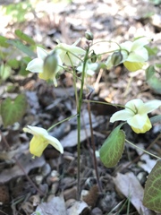 Epimedium × versicolor
