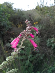 Syncolostemon densiflorus