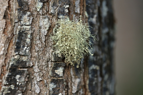 Ramalina observed 2023-12-10