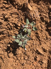 Eriogonum grande