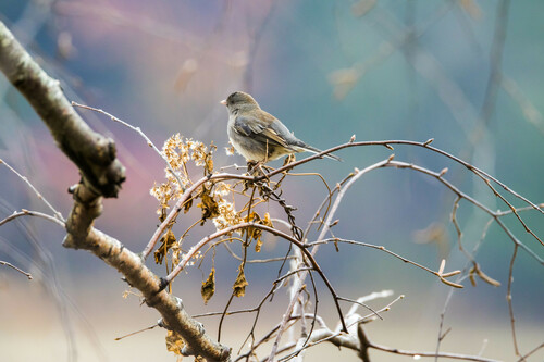 Dark-eyed Junco photographed in Tennessee