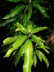 Mangifera indica image
