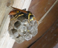 Polistes tepidus