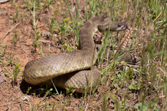 Crotalus oreganus