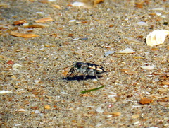 Cicindela latesignata
