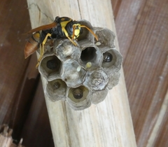 Polistes tepidus