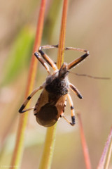 Rhynocoris ventralis