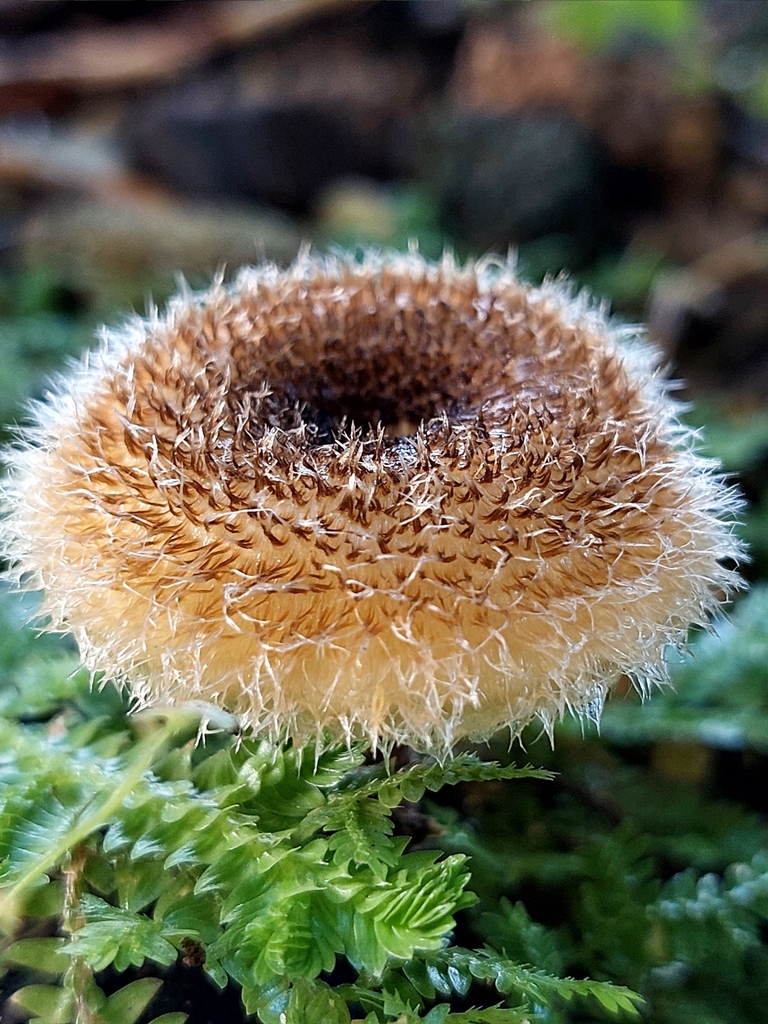 Lentinus berteroi · December 2023 · photo: © francisperez28 (iNaturalist, cc-by)