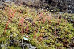 Leptobryum pyriforme