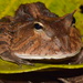 Amazonian Horned Frog - Photo (c) sachamau, some rights reserved (CC BY-NC)