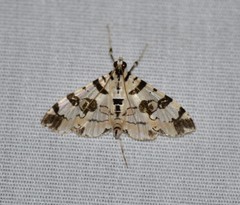 Conchylodes salamisalis