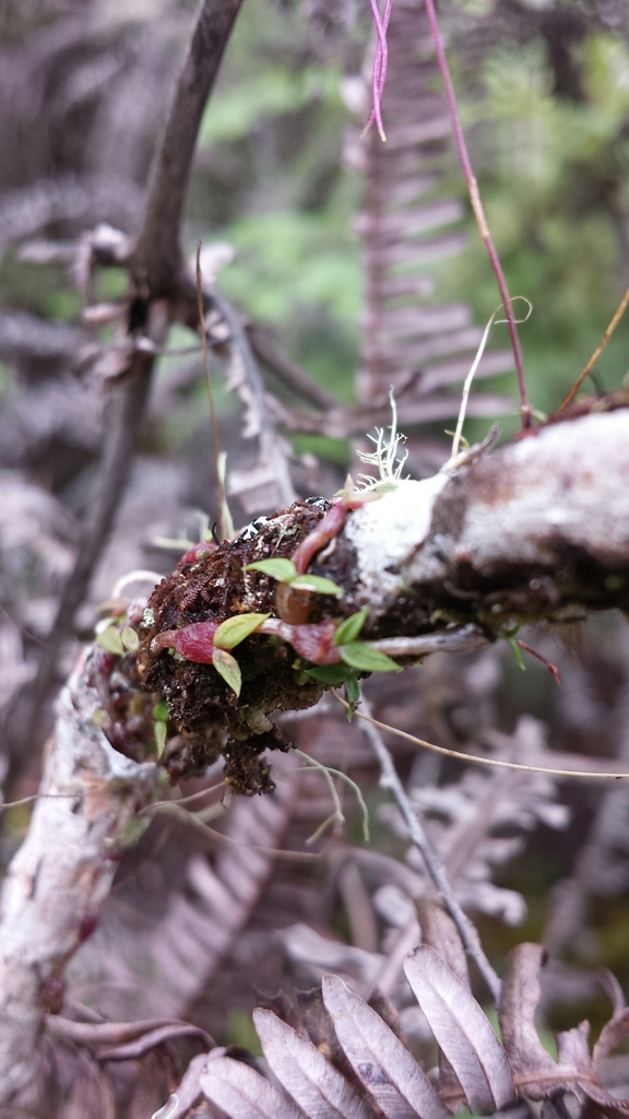 Bulbophyllum lichenophylax
