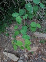 Helinus integrifolius