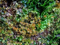 Ptychostomum pallens