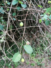 Helinus integrifolius