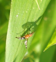 Tritoxa