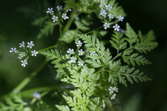 Anthriscus caucalis