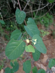 Helinus integrifolius