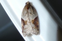 Acleris laterana