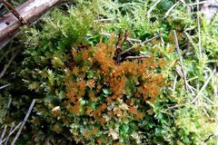 Ptychostomum pallens