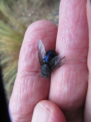 Calliphora quadrimaculata