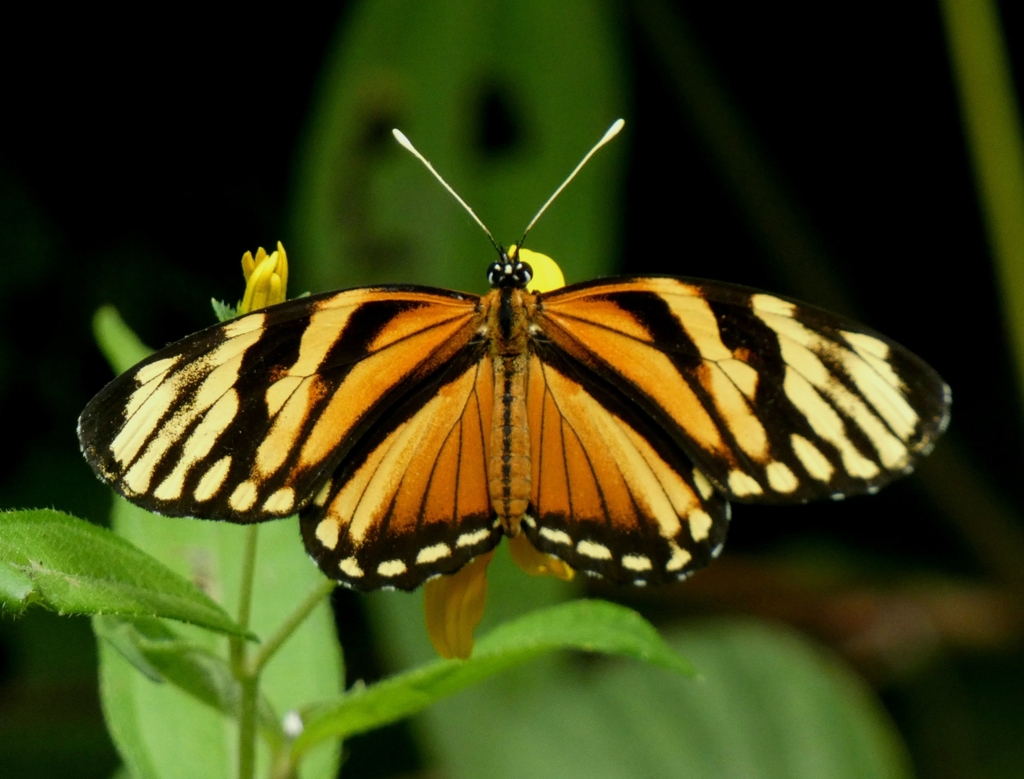 Variable Crescent Variable Crescent from Emerald Valley International Butterfly Center on ...