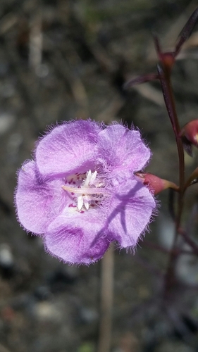 Image of Agalinis harperi by (c) Jay Horn, some rights reserved (CC BY)
