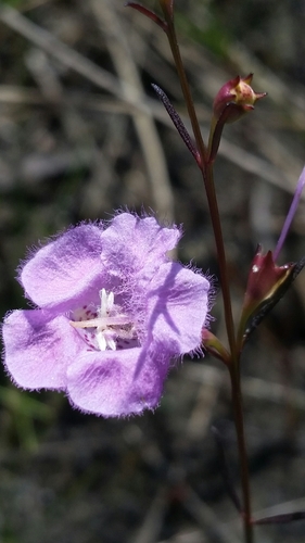 Image of Agalinis harperi by (c) Jay Horn, some rights reserved (CC BY)
