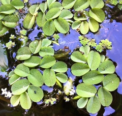 Salvinia biloba