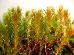 Ptychostomum pallens