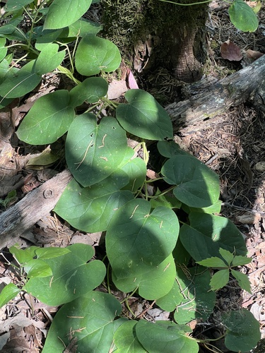 Image of Matelea decipiens by (c) Nathan Aaron, some rights reserved (CC BY)