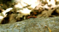 Rhagonycha nigritarsis