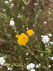 Chaenactis glabriuscula