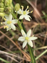 Schoenolirion wrightii