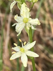 Schoenolirion wrightii