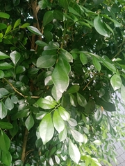 Murraya paniculata image