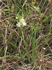 Schoenolirion wrightii