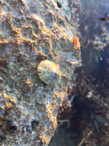 Eoacmaea pustulata