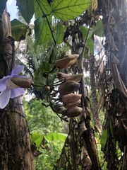 Thunbergia laurifolia image