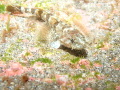 Snailfish photo 2