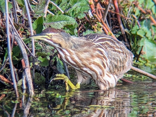 Avetoro lentiginoso (Botaurus lentiginosus)