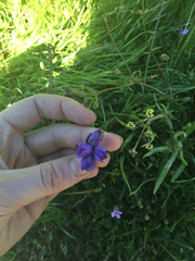 Dipterostemon capitatus