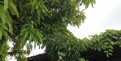 Mangifera indica image