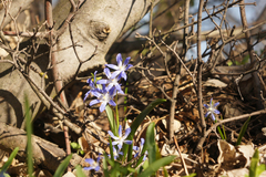 Scilla forbesii