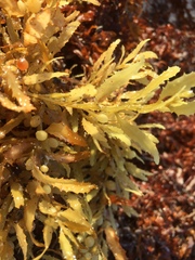 Sargassum natans